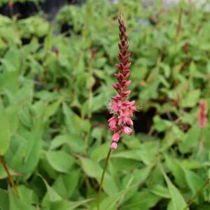 Persicaria amplexicaulis Orange Field ---